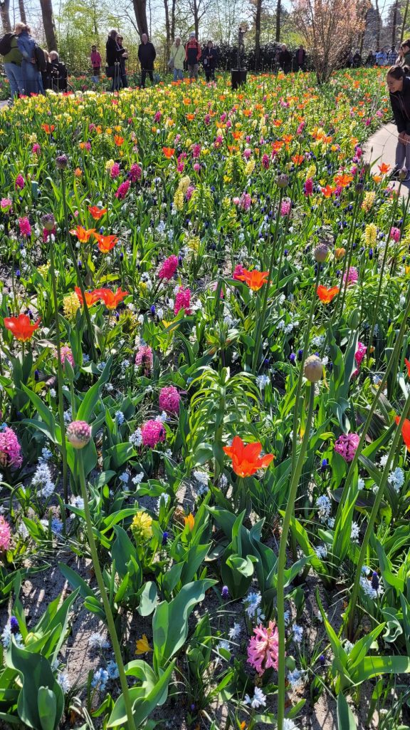 Op 2 april 2025 staken al mooie bloemen hun kopjes op.